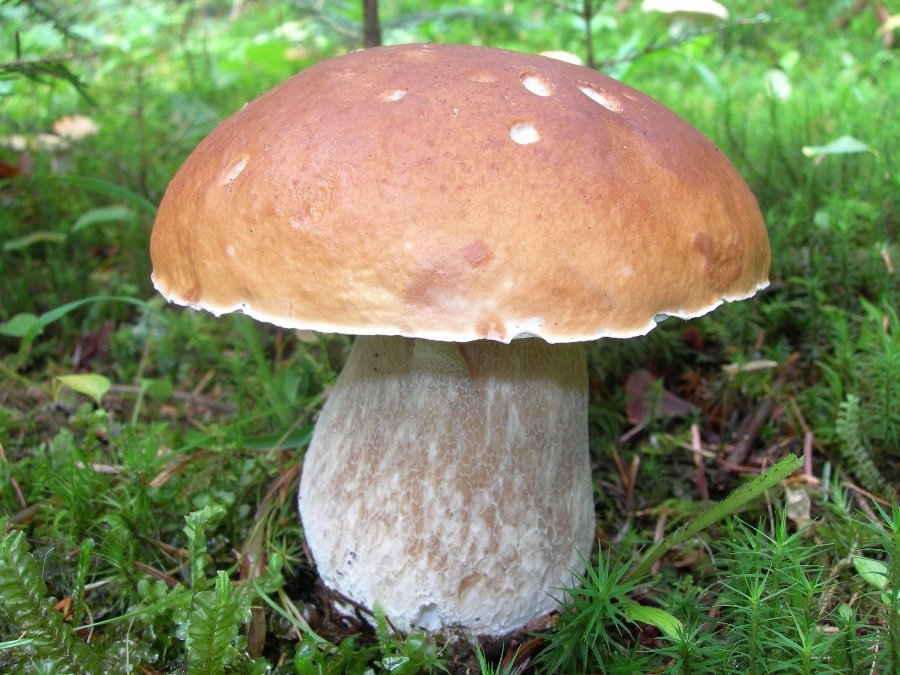 Белый гриб на полянке