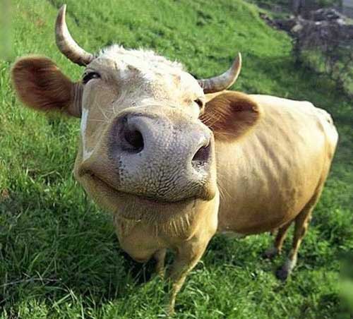 Корова улыбака.