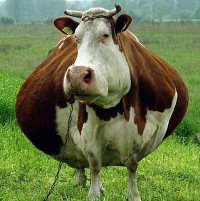 Толстая корова.