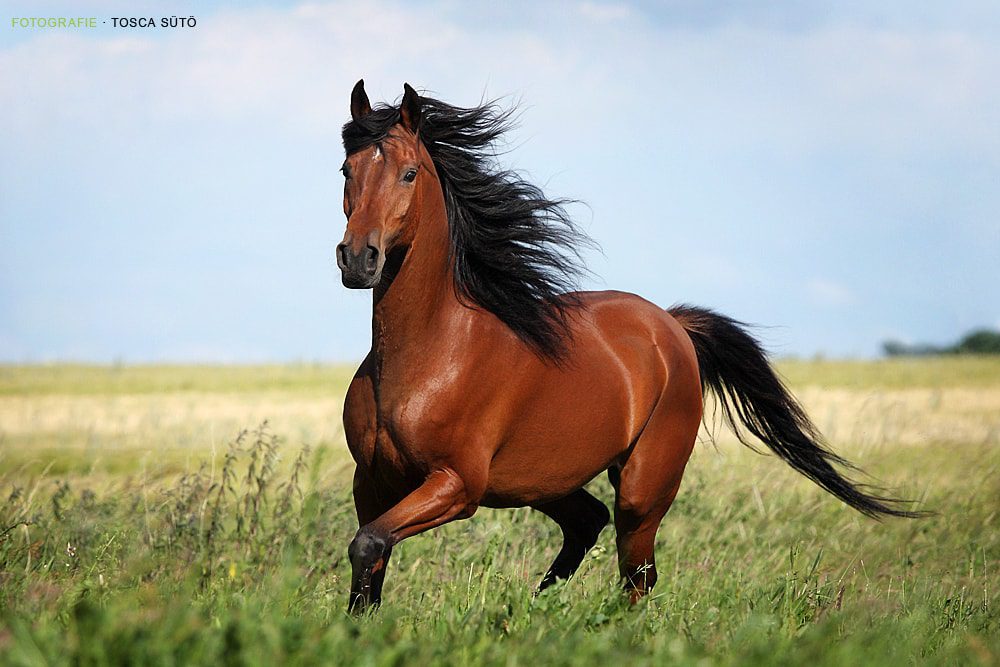 Красивый конь.