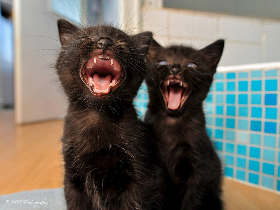 Два черных котенка