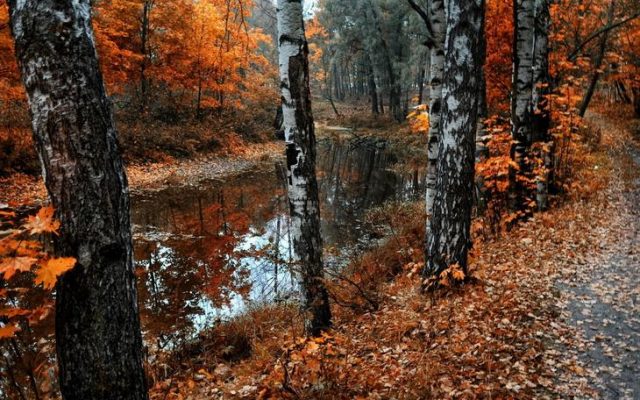 Осенний лес.