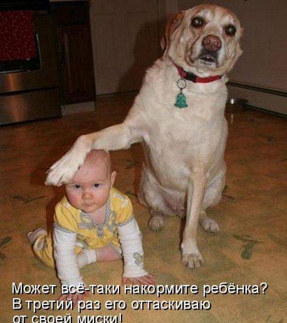 Смешная надпись про собаку и ребенка