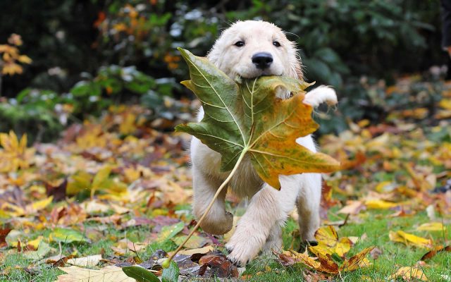 Собака с листом клена.