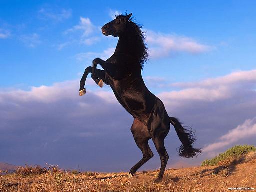 Черный конь.