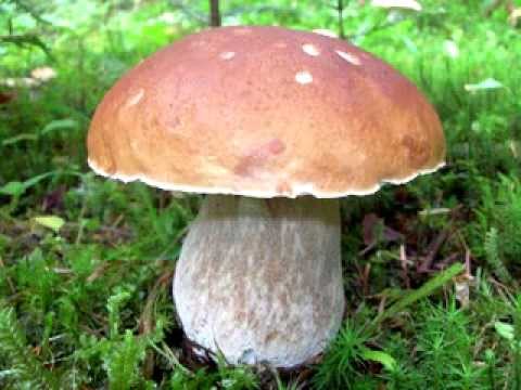 Белый гриб на опушке