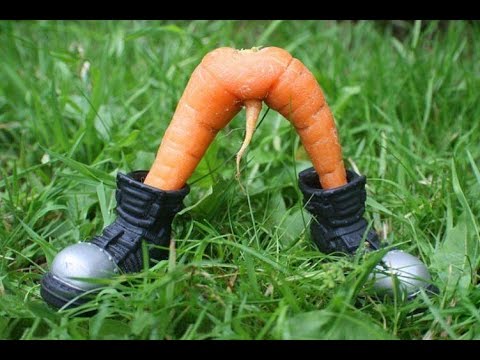 смешная морковка.