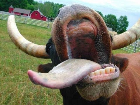Рот коровы.