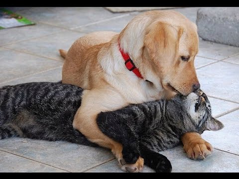 Обнимающиеся кот и собака