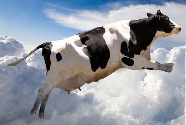 Прикольная картинка про корову.