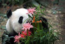 Панда и цветы.