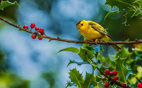 Желтая птица на ветке с ягодами.