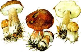 Рисунок белых грибов