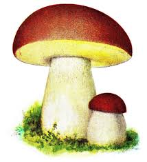 Два милых белых гриба