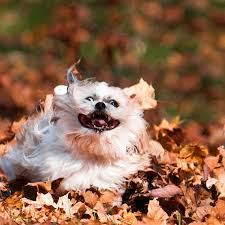 Собака играет в листве.