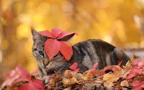 Кошка с листьями на голове.
