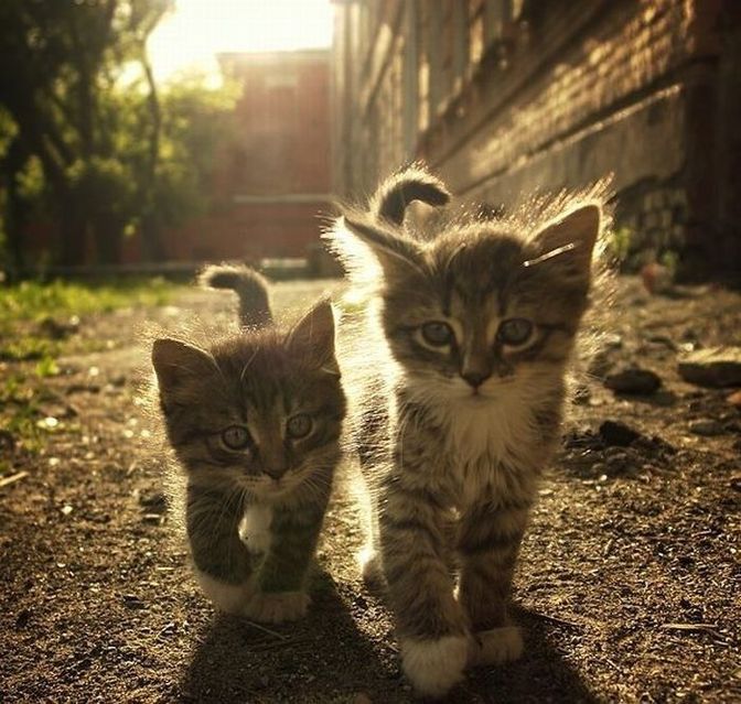 Идущие котята
