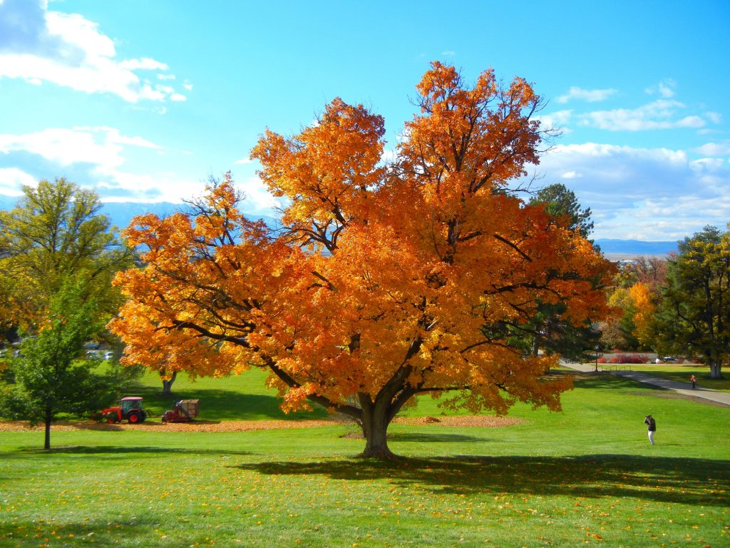 Дерево осенью