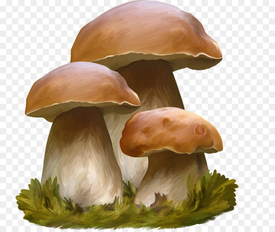 Три белых гриба