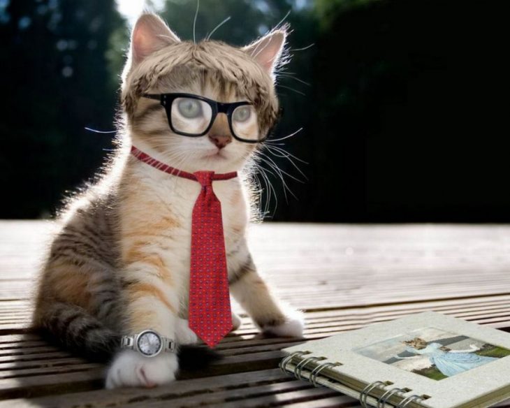 Кот в галстуке и очках