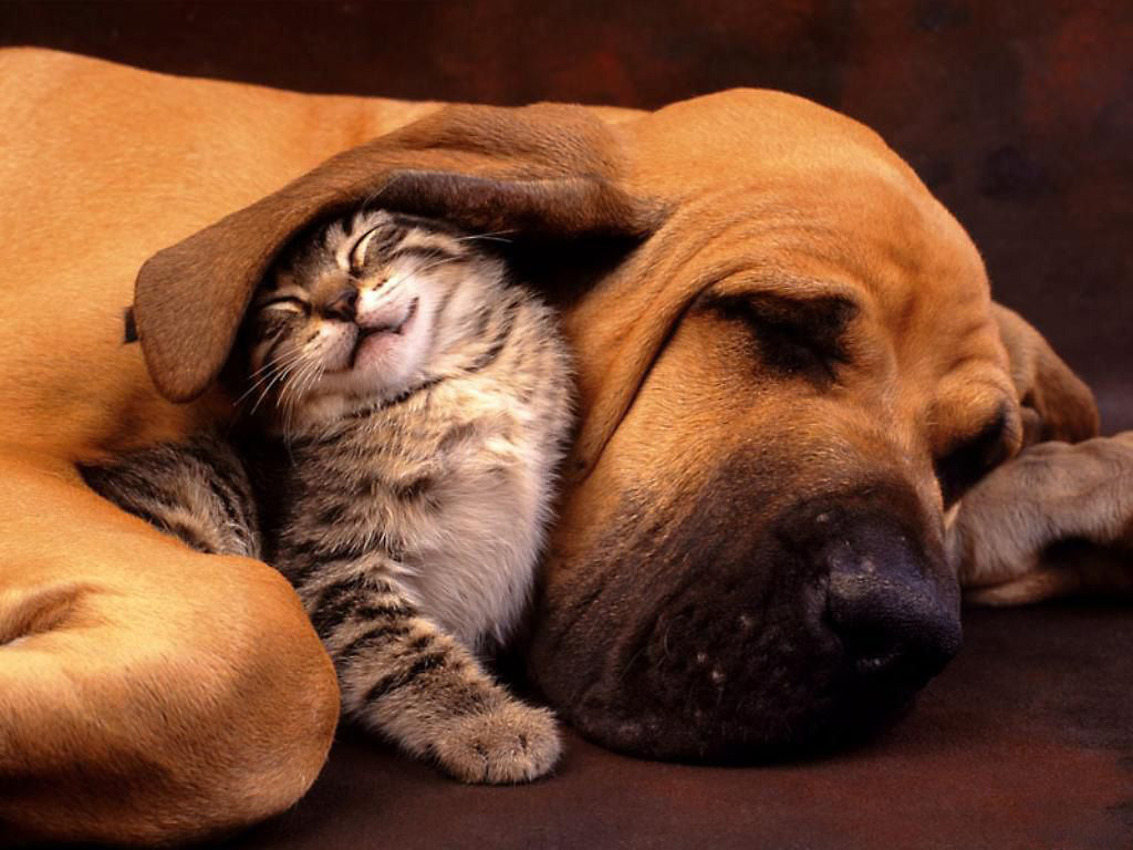 Кот и пёс