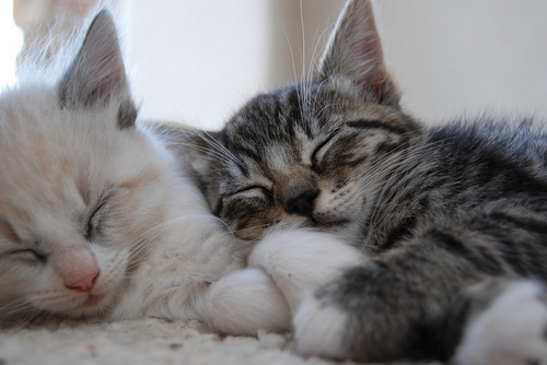 Спящие котики