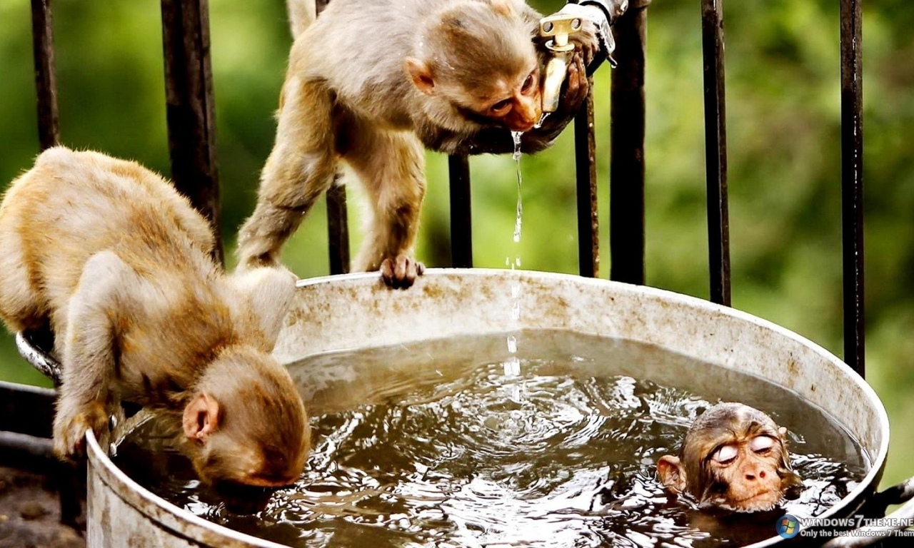 Мартышки, пьющие воду