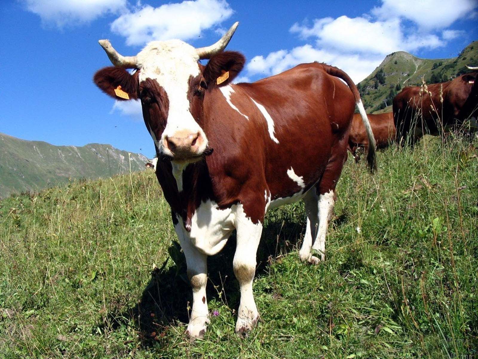 Прикольная картинка с коровой.