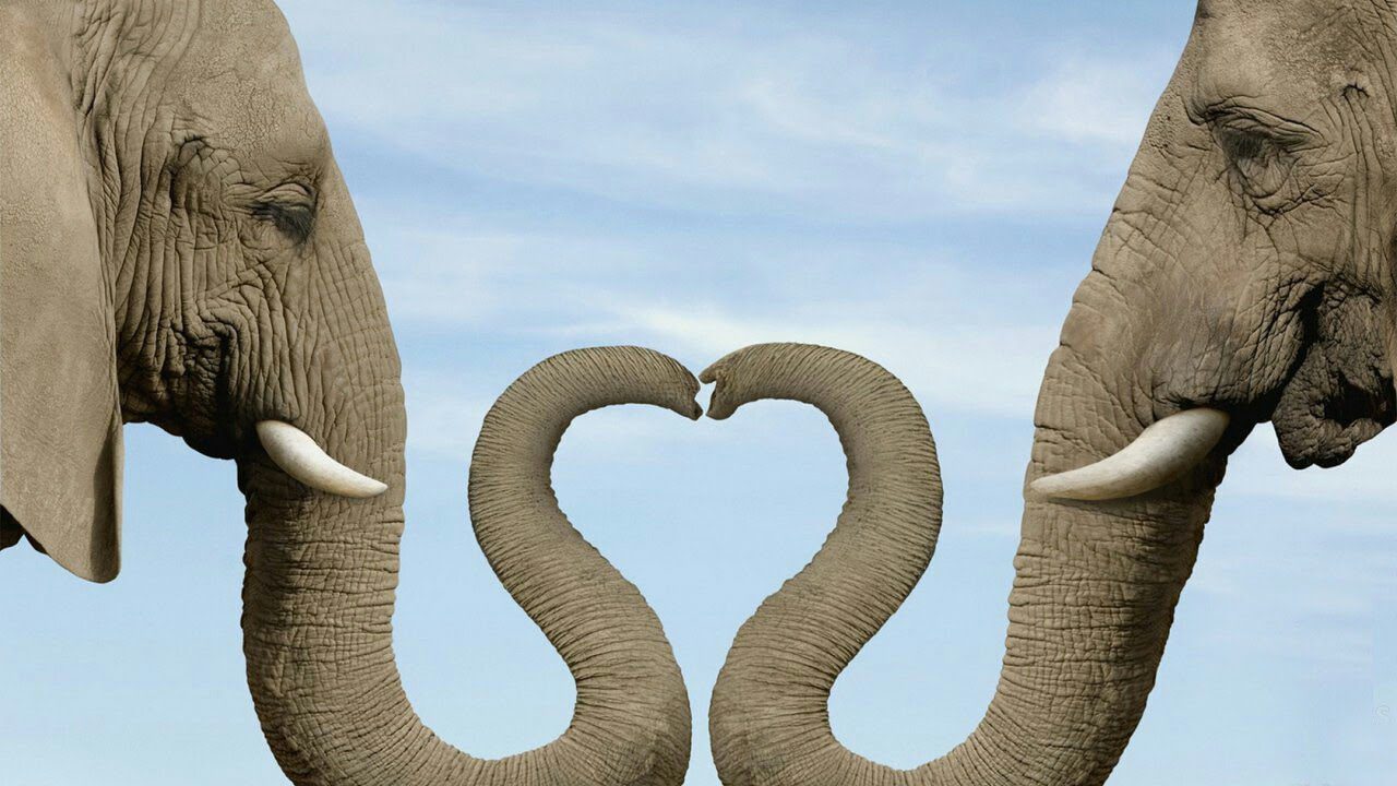 Влюбленная пара слонов.