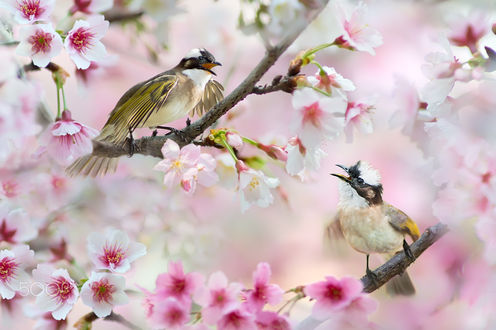 Красивая картинка с птицами.