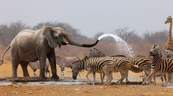 Слон поливает зебр.