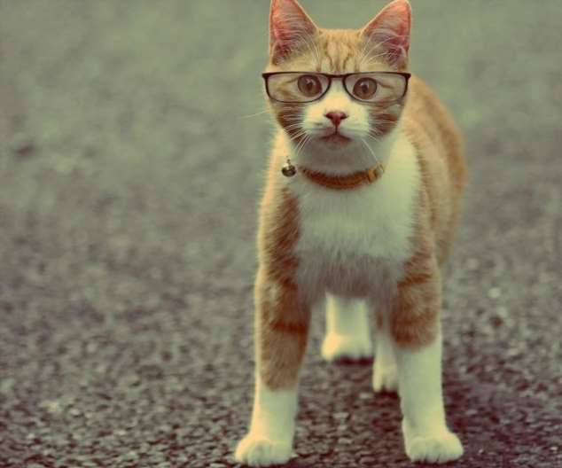 Рыжий кот в очках