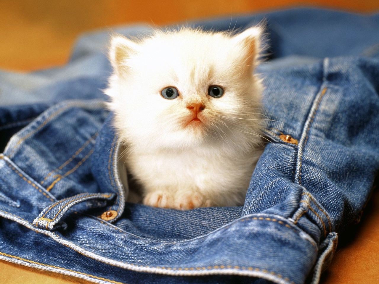 Белый котик в кармане