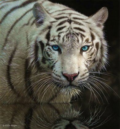 Нарисованный бенгальский тигр.