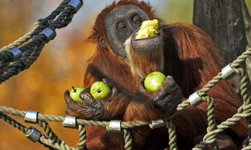 Орангутанг с яблоками
