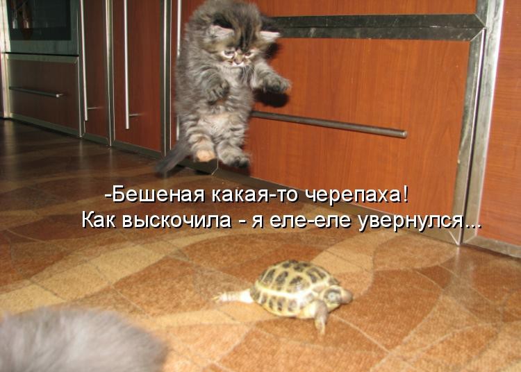 Фото котиков смешных с надписями смешными