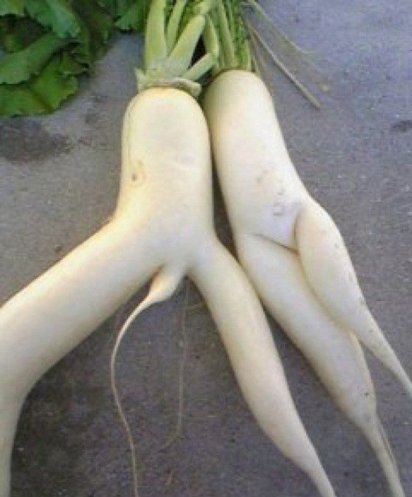 Прикольная картинка про овощи.