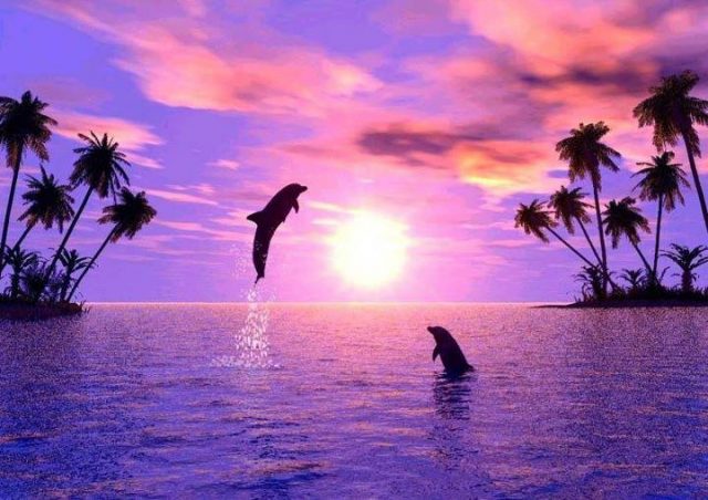 Дельфины и пальмы.