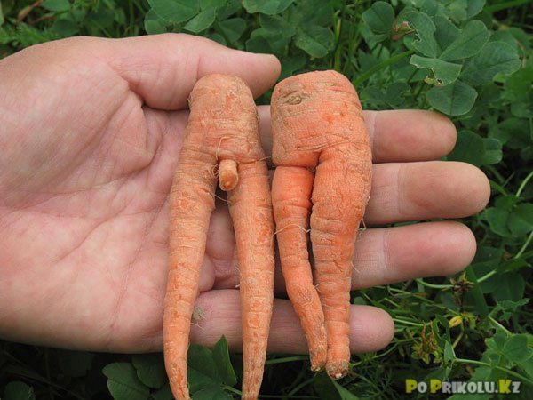 Смешные морковки.