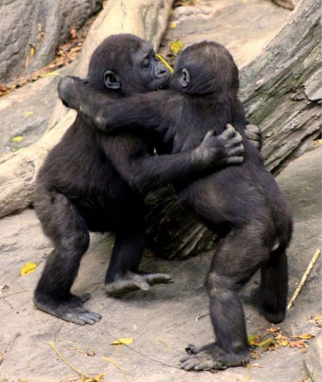 Дружные обнимающиеся обезьяны