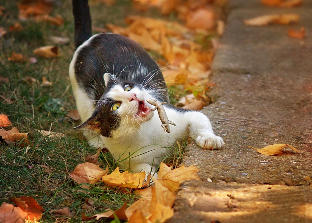 Осенние коты прикольные