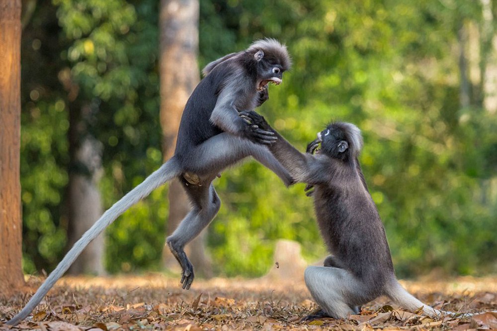 Играющие обезьянки