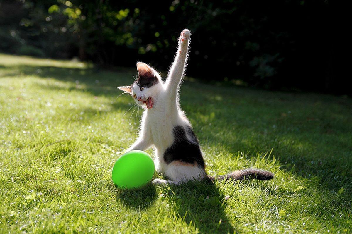 котик с зеленым шариком