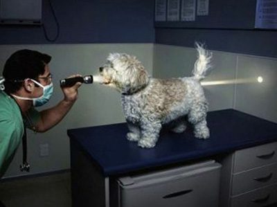 Собака и ветеринар.