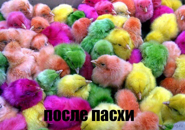 Разноцветные птенцы после Пасхи.
