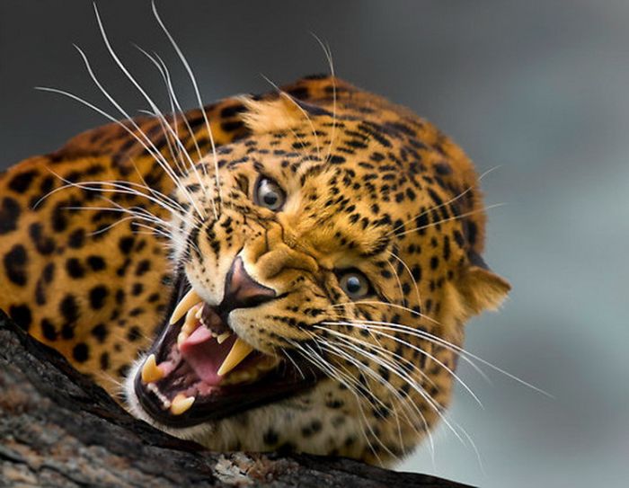 Грозный леопард