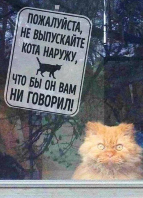 Не выпускайте кота наружу