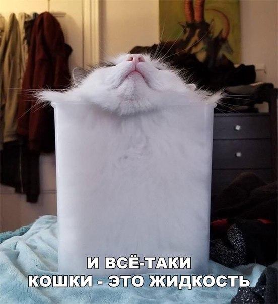 И всё-таки кошки это жидкость