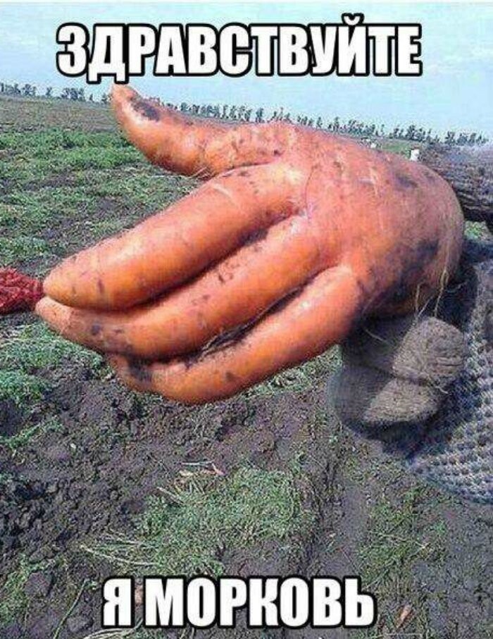 Здравствуйте, я морковь