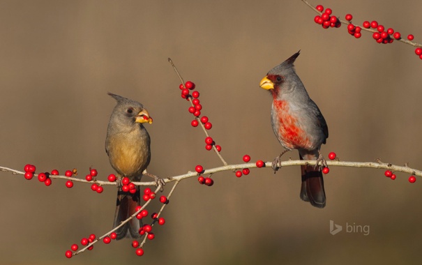Красивые птицы на ветке с ягодами.